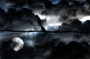 Bird+and+Moon