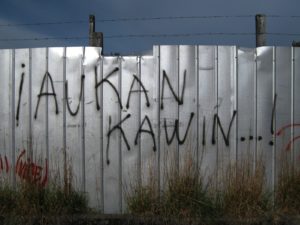 Aukan_kawin_griffitie_mapuche