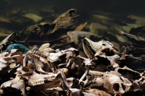 Skeletal remains of cattle lie on the shore of the Grijalva river in Villahermosa April 20, 2010. According to Mexico's National Committee for Protected Areas (CONANP), 12 tons of garbage are illegally dumped daily at the Canyon del Sumidero. (Luis Lopez)