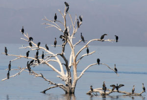 Double-crested-Cormorant-many-roosting-Salton-Sea-Feb.