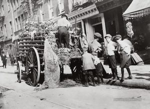 bananas_being_transported_on_wagon._united_states._1890-1900