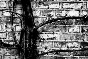 Black_and_white_branch