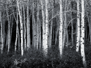black-and-white-forest-wallpaper-8
