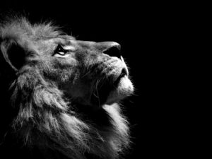 black-and-white-lion-king-head-28089-hd-wallpapers