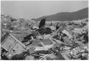 black-and-white-old-photo-of-bald-eagle-on-adak-island-dump