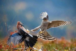 wildlife-photographer-of-the-year-2014true-love-steve-race-behaviour--birds-wildlife-photographer-curvthro