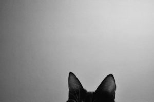 black-and-white-cat-photography-vintage-Favim.com-429629