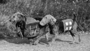 old-war-airedale-terrier-black-and-white-photo