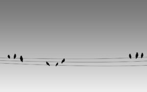 Birds_on_a_Wire_by_dimage