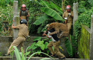 A leopard attacks a forest guard at Prakash Nagar village near Salugara on the outskirts of Siliguri on July 19, 2011. Six people were mauled by the leopard after the feline strayed into the village area before it was caught by forestry department officials. Forest officials made several attempt to tranquilised the full grown leopard that was wandering through a part of the densely populated city when curious crowds startled the animal, a wildlife official said. AFP PHOTO/Diptendu DUTTA