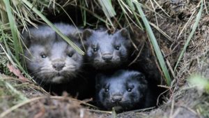 TO GO WITH AFP STORY BY MARTINE PAUWELS (FILES) A group of minks take shelter in a hole in the ground after they and more than 10,000 others were released from a breeding facility in the eastern German town of Grabow by unknown persons on October 26, 2007. The Netherlands are the third largest producer in the world, and Dutch MPs will examine a draft in parliament prohibiting the breeding of mink on May 19, 2009,  in the Netherlands on moral grounds, triggering an uproar by the Dutch mink farmers.                                AFP  PHOTO   DDP FILES JENS  
SCHLUETER**GERMANY OUT** (Photo credit should read JENS SCHLUETER/AFP/Getty Images)