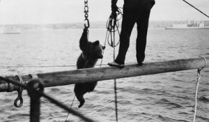 Trotsky the bear being transferred to HMS 'Ajax' from the 'Emper