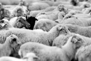 black_sheep-1